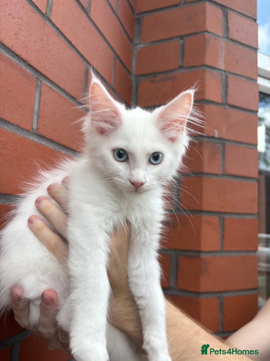Maine Coon cats for sale: Mainecoon Kittens  - Advert 1