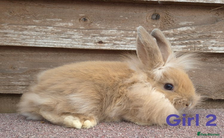 Lionhead rabbits - Advert 1