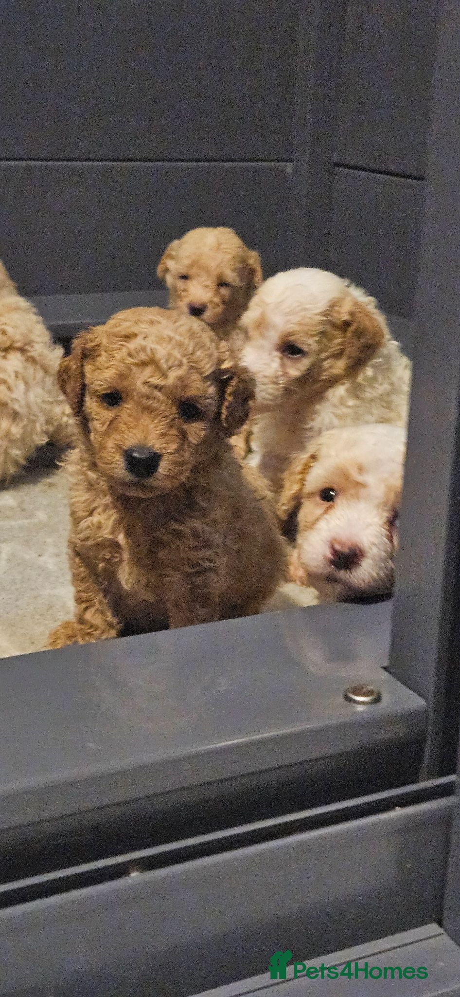 Mini Goldendoodle dogs The Mini Moo Crew F2B Miniature Goldendoodle Pups - Advert 2