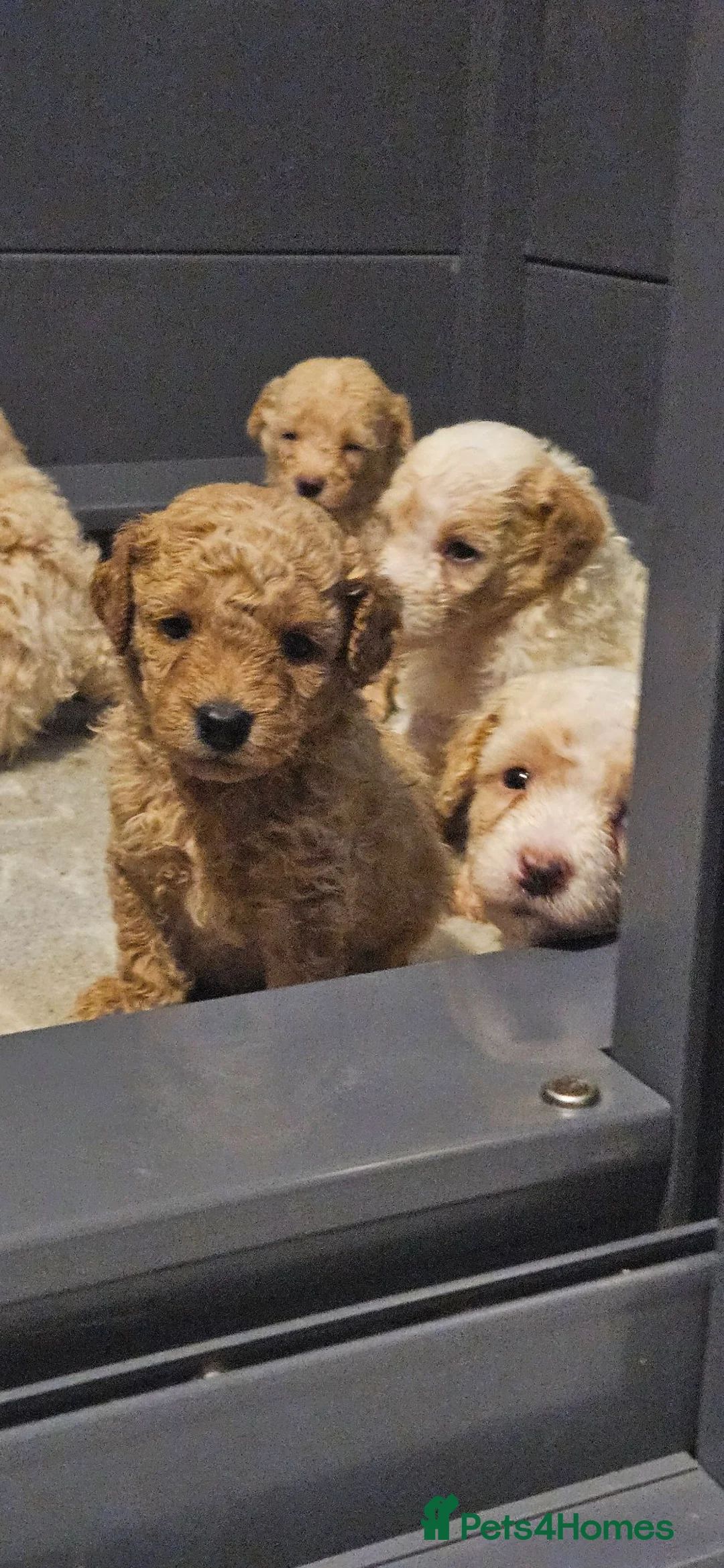 Mini Goldendoodle dogs for sale: The Mini Moo Crew F2B Miniature Goldendoodle Pups - Advert 2