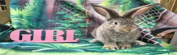 Continental Giant rabbits for sale: Continental giant rabbits  - Advert 5