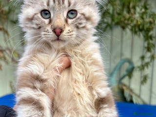 Keetso cats Stunning rare longhaired polydactyl curled eared - Advert 1