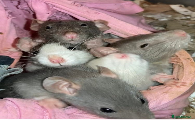 Rat rodents Rats for sale Hull Rex,fancy,dumbo&hairless - Advert 1