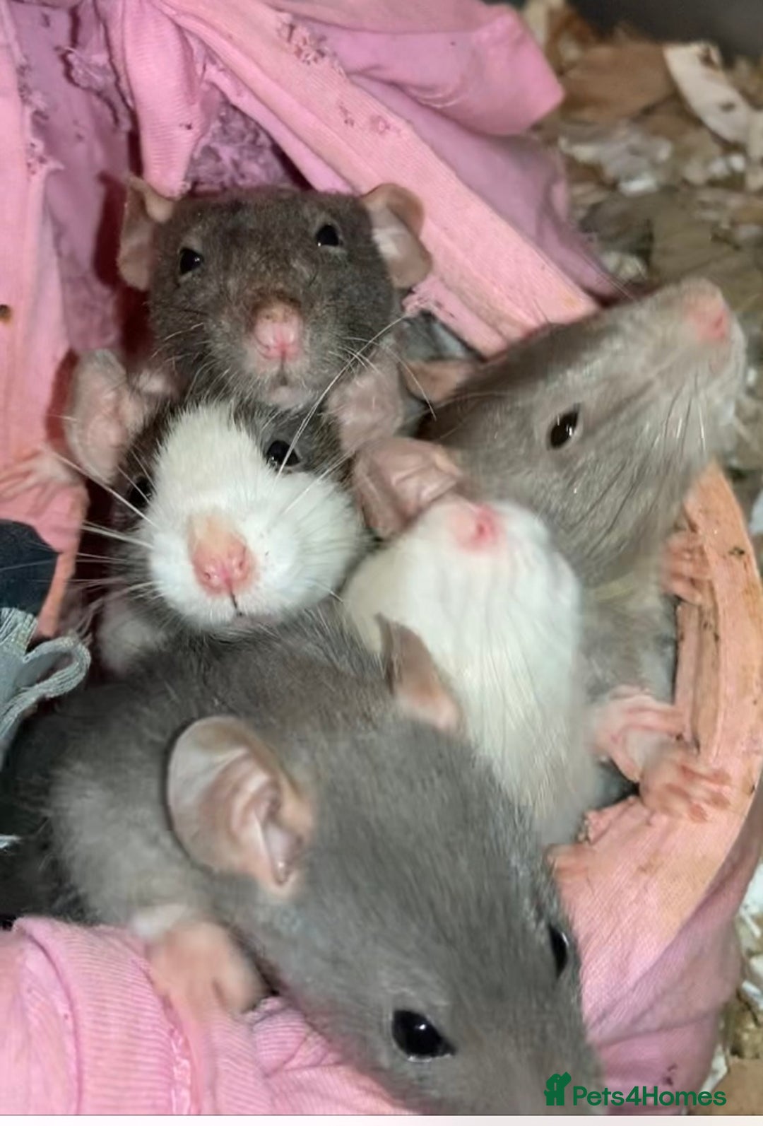 Rat rodents for sale: Rats for sale Hull Rex,fancy,dumbo&hairless - Advert 1