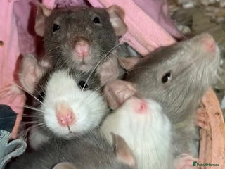 Rat rodents Rats for sale Hull Rex,fancy,dumbo&hairless - Advert 4