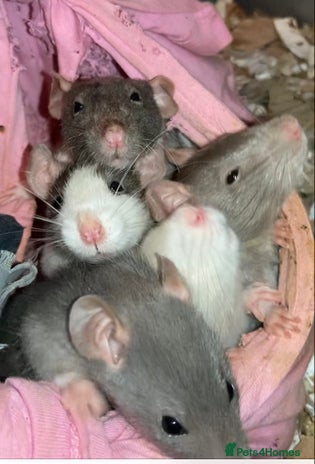 Rat rodents Rats for sale Hull Rex,fancy,dumbo&hairless - Advert 1