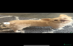 French Bulldog dogs for sale: fluffy french bulldog - Image 1