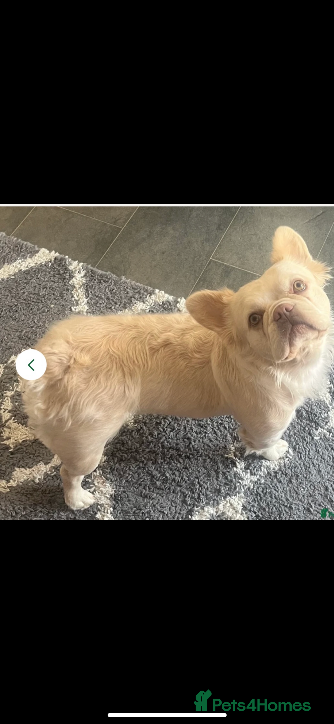French Bulldog dogs for sale: fluffy french bulldog - Image 1