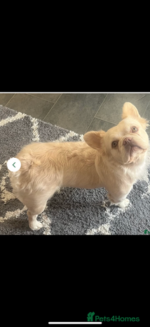 French Bulldog dogs - Advert 1