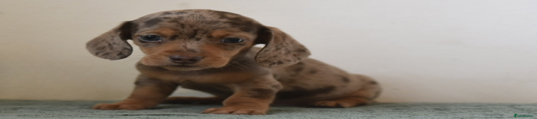 Miniature Dachshund Puppy 3