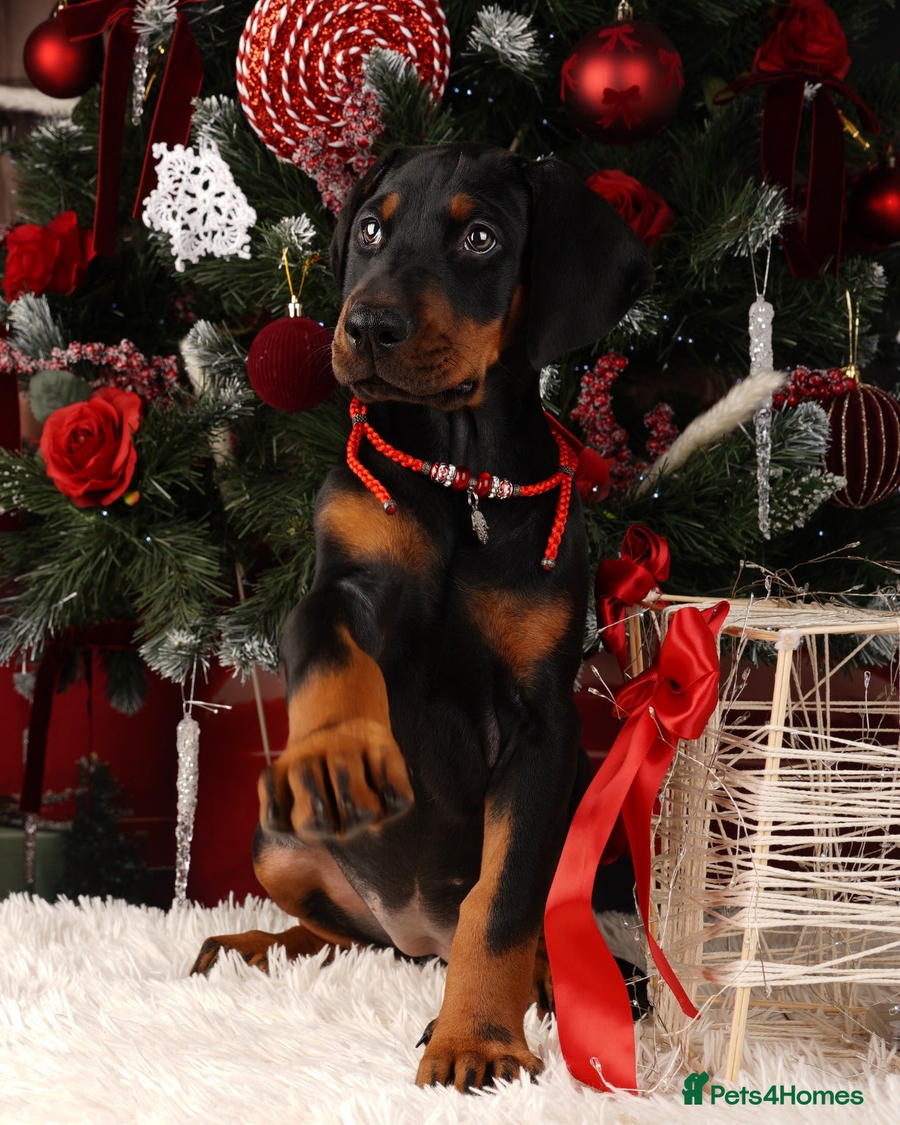 Dobermann dogs Doberman puppies  - Advert 1