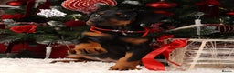 Dobermann dogs for sale: Doberman puppies  - Advert 1