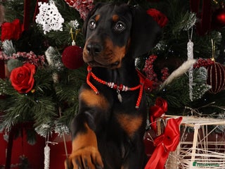 Dobermann dogs Doberman puppies - Advert 2