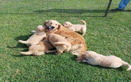 Golden Retriever dogs for sale: Adorable golden retriever puppy for sale. - Image 4