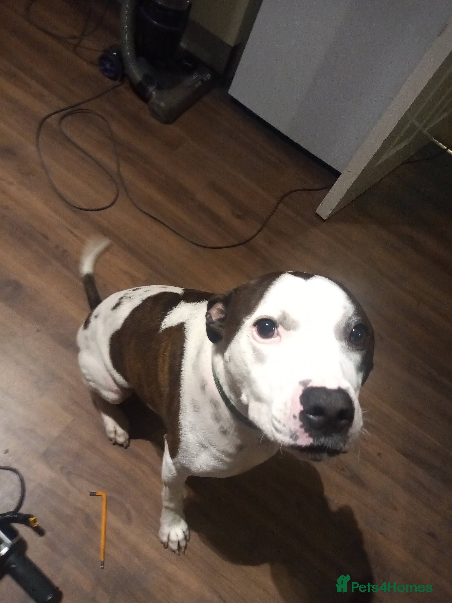 Mixed Breed dogs Bruno In Need Of Forever Home *Very Friendly*  - Advert 8