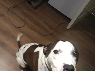 Mixed Breed dogs Bruno In Need Of Forever Home *Very Friendly* - Advert 4