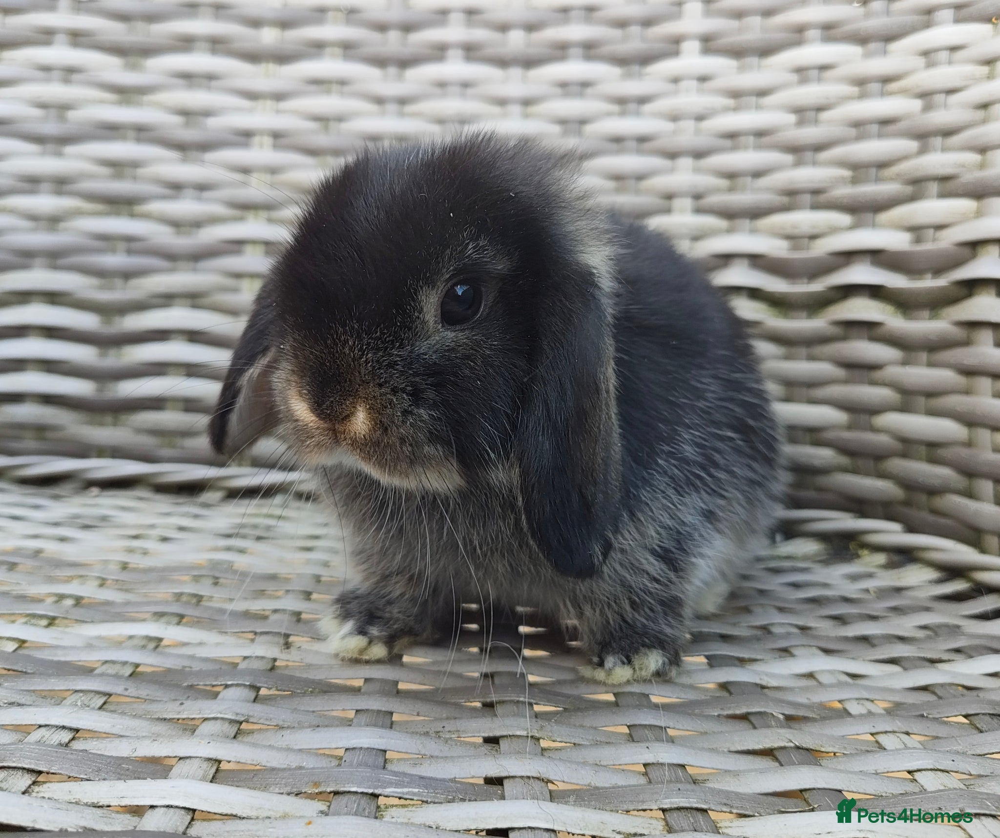 Mini Lop rabbits Stunning mini lops available for reserve  - Advert 18