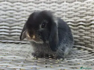 Mini Lop rabbits Stunning mini lops available for reserve - Advert 18