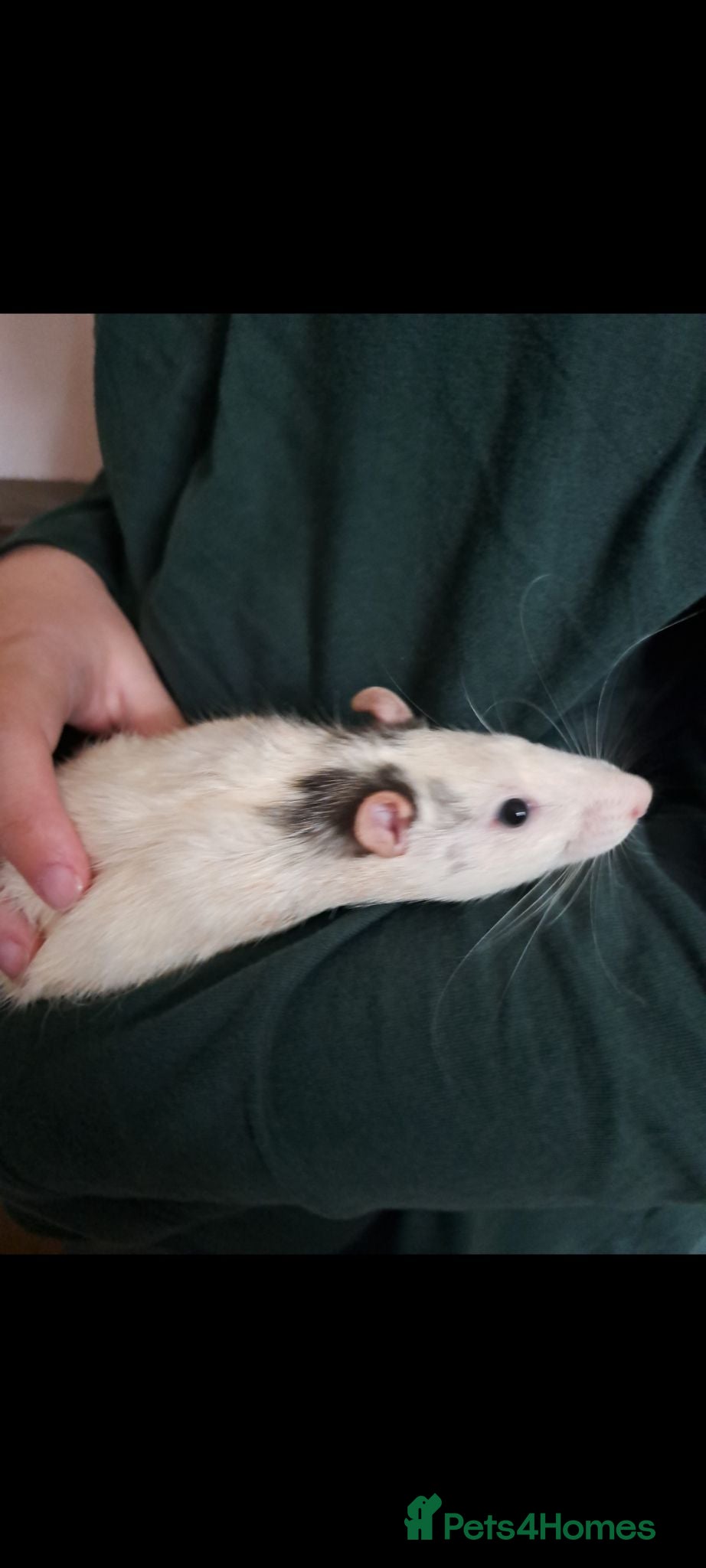Rat rodents Male rats with cage  - Advert 5