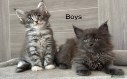Maine Coon cats for sale: TICA DNA tested 5 Gen Pedigree  - Image 3