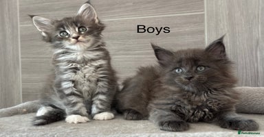 Maine Coon cats - Advert 1