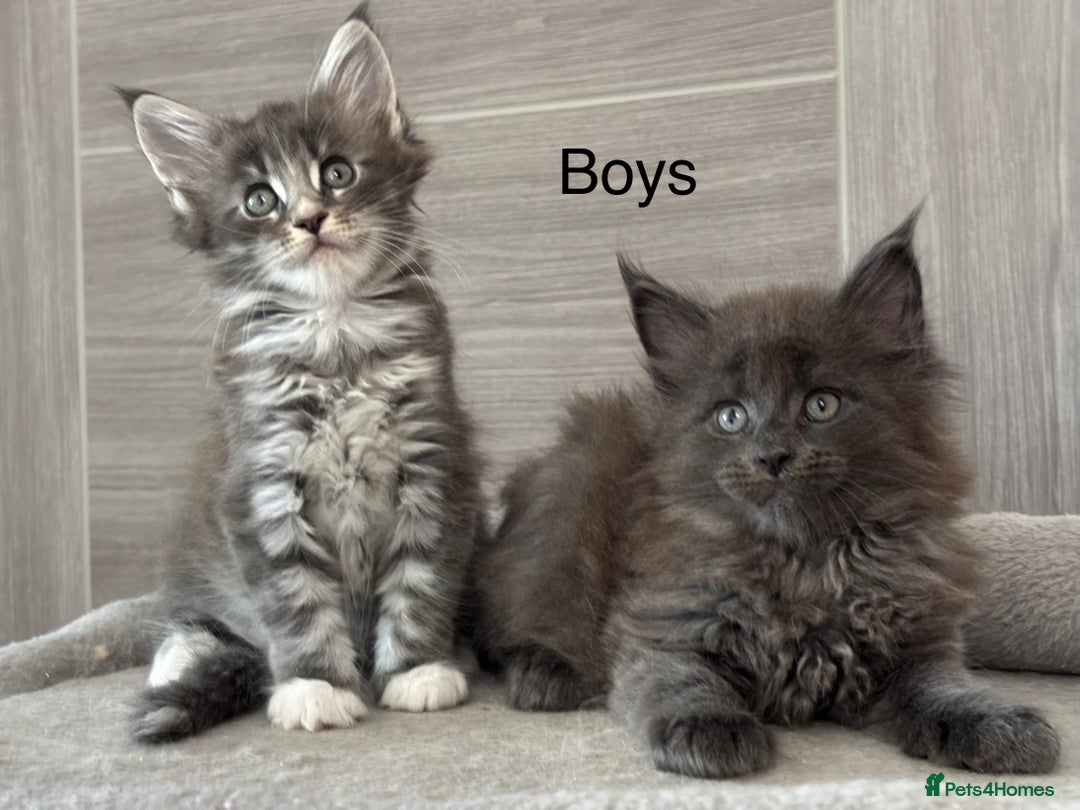 Maine Coon cats for sale: TICA DNA tested 5 Gen Pedigree  - Image 3