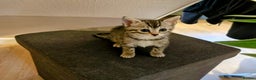 Mixed Breed cats for sale: Bengal Marble & British Shorthair  - Advert 10