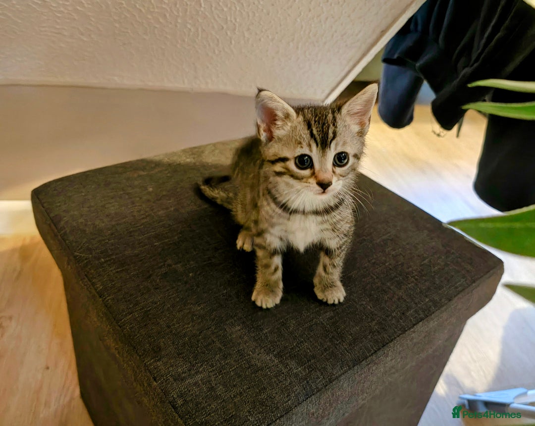 Mixed Breed cats for sale: Bengal Marble & British Shorthair  - Advert 10