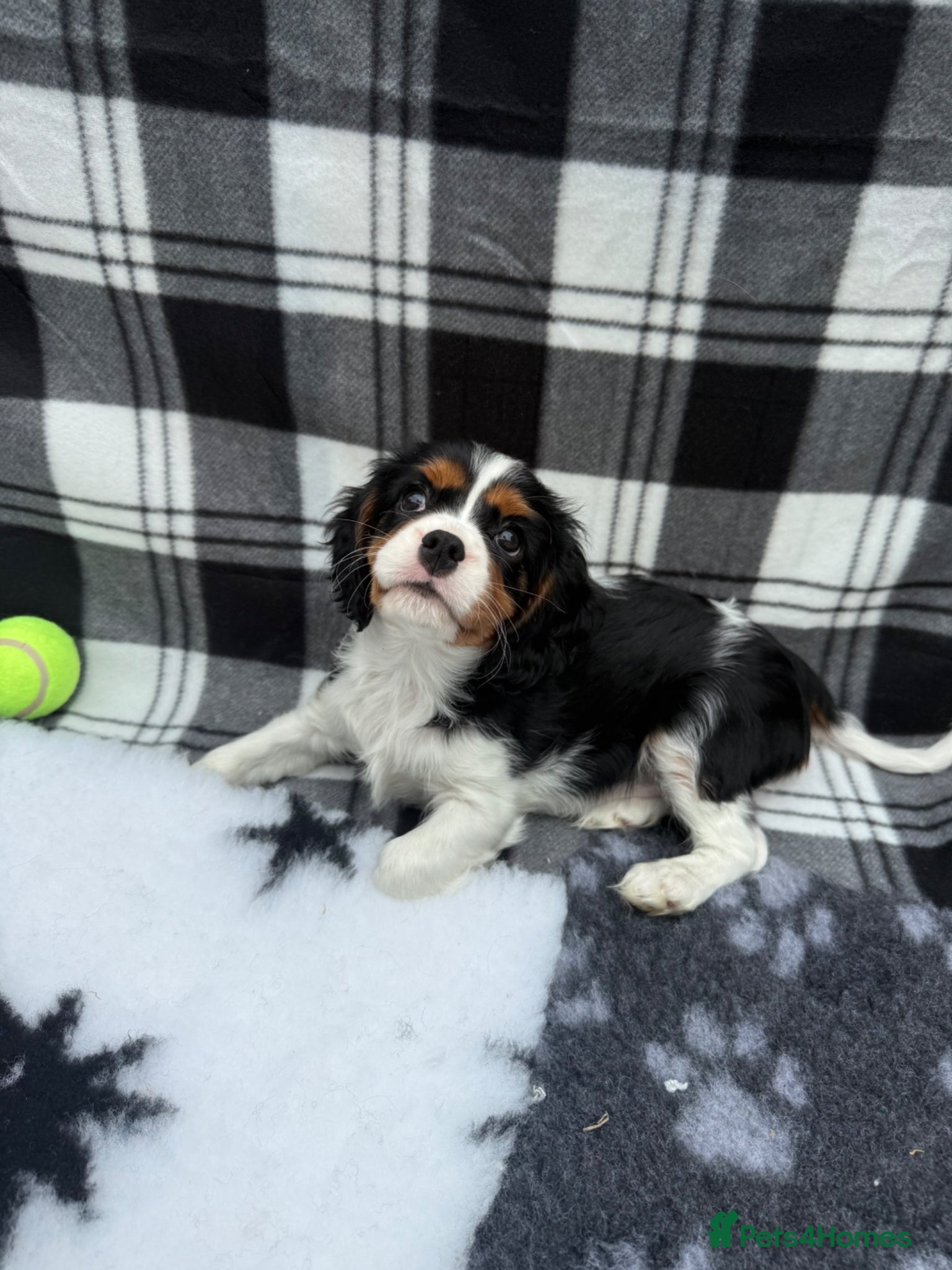 Cavalier King Charles Spaniel dogs Extensively Health Tested Cavilier King Charles  - Advert 1