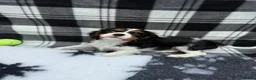 Cavalier King Charles Spaniel dogs for sale: Extensively Health Tested Cavilier King Charles  - Advert 8