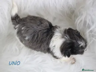 Biewer Terrier dogs ✨ Stunning Biewer & Merle Yorkies – Ready Apr 25 ✨ - Advert 2
