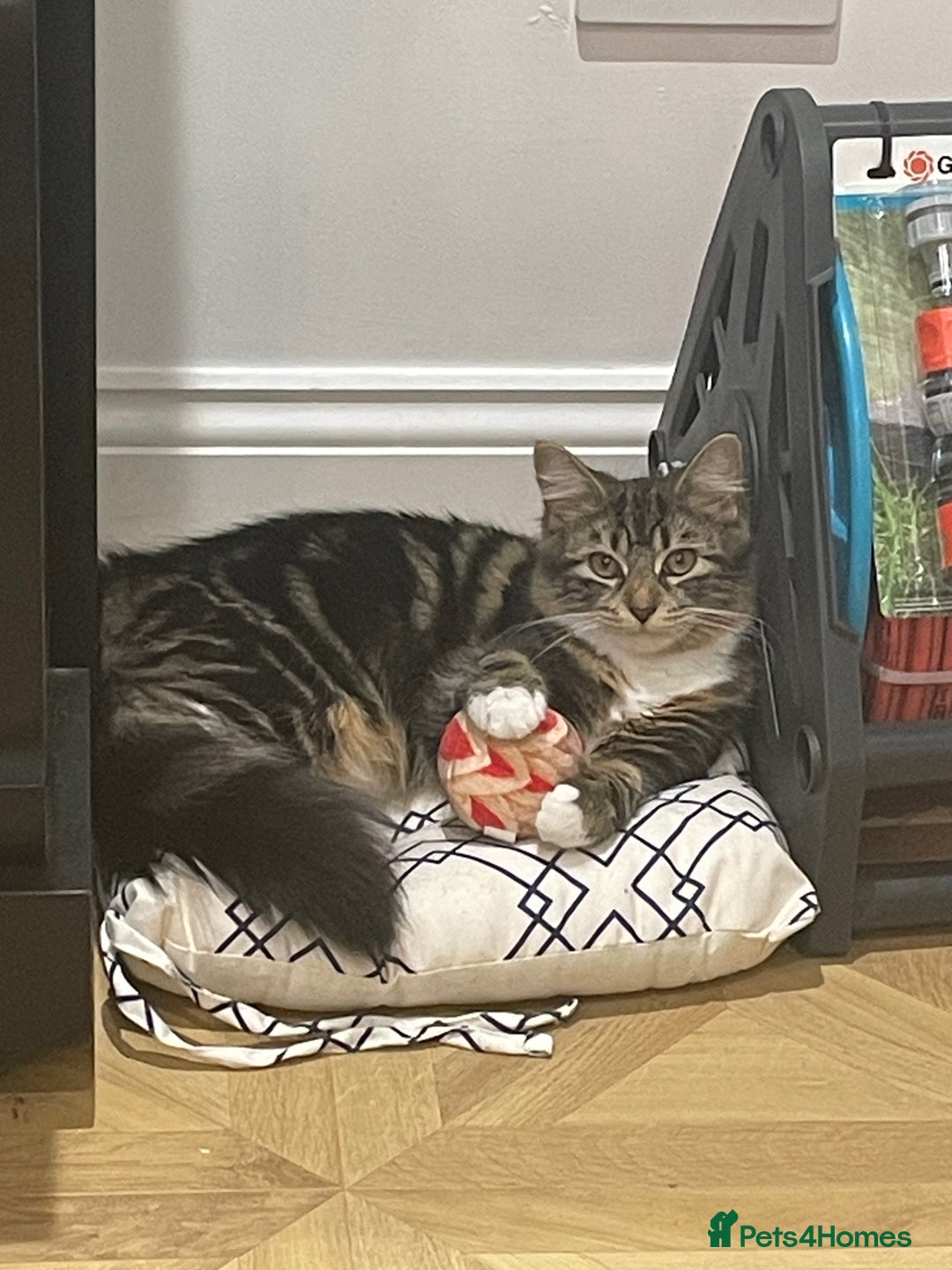 Mixed Breed cats for sale: Beautiful European tabby female cat - Image 2