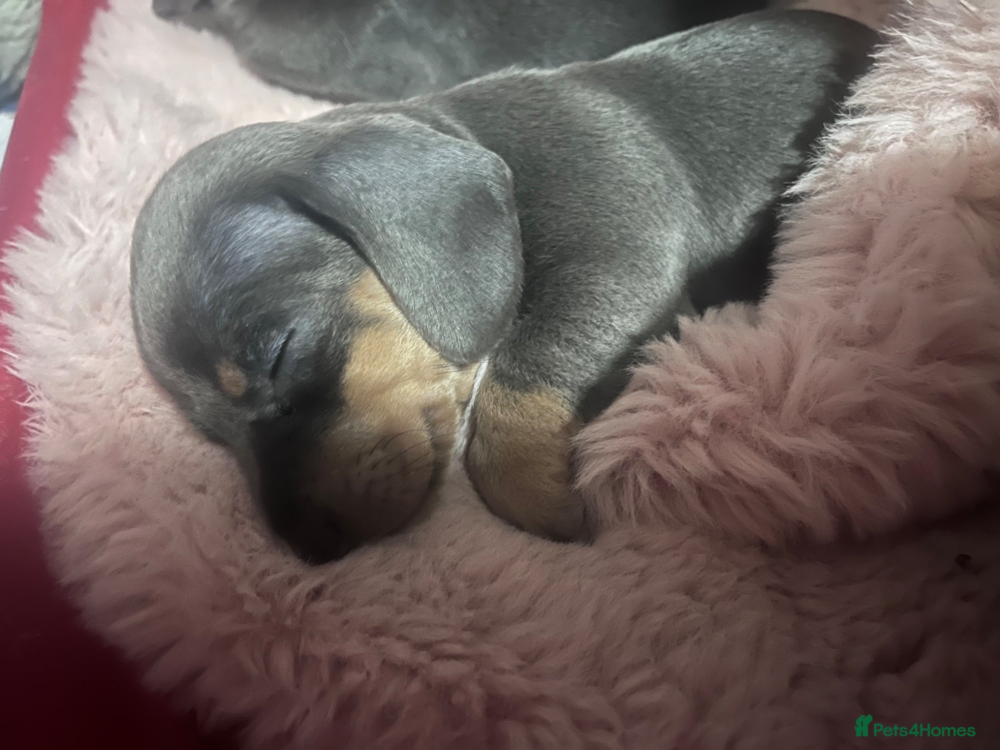 Dachshund dogs Beautiful dachshund babies 3 remaining  - Advert 6