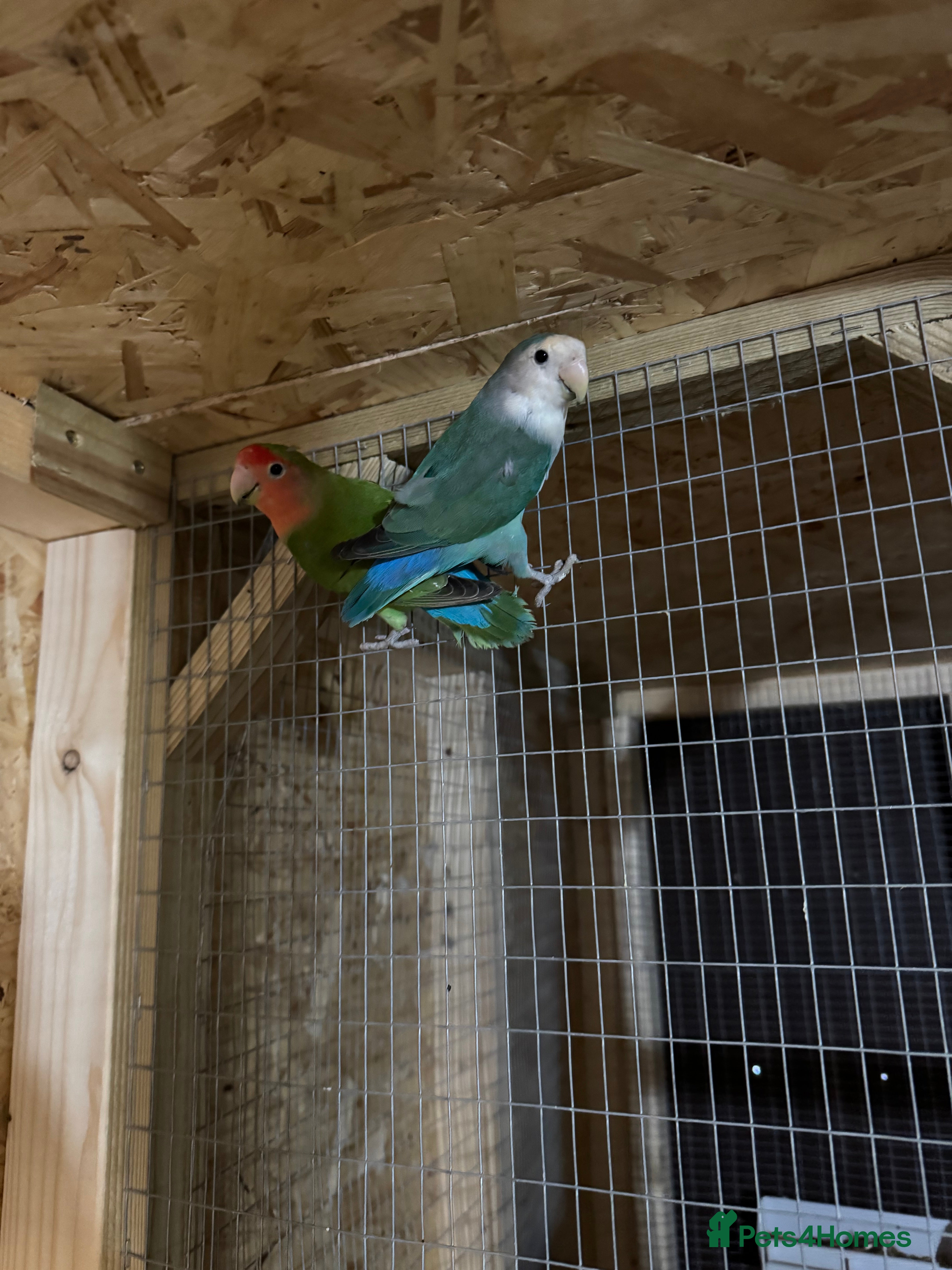 Lovebirds birds Lovebirds AVIARY BIRDS  - Advert 9