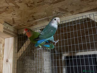 Lovebirds birds Lovebirds AVIARY BIRDS - Advert 8