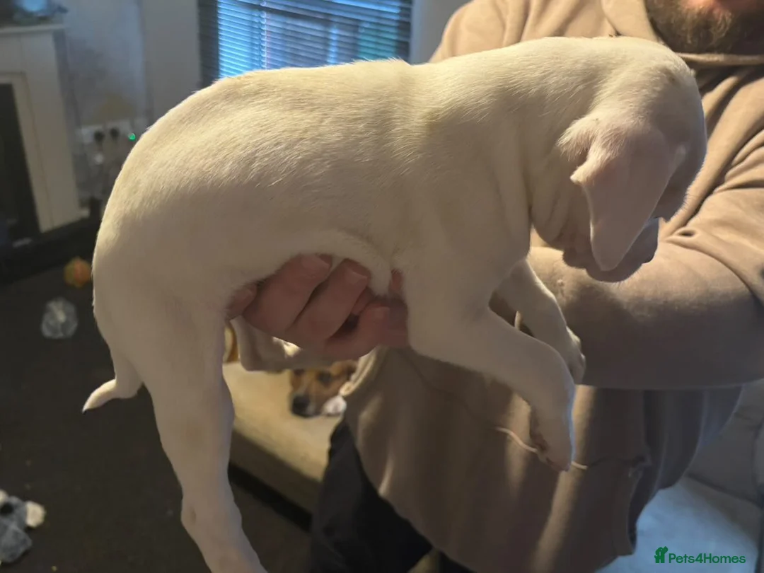 Mixed Breed dogs for sale: Bull cross staffy pups. LAST 2 GIRLS LEFT  - Advert 40