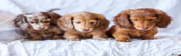 Miniature Dachshund dogs for sale: 🐾 MINIATURE LONG HAIRED DACHSHUND PUPPIES 🐾 - Advert 4