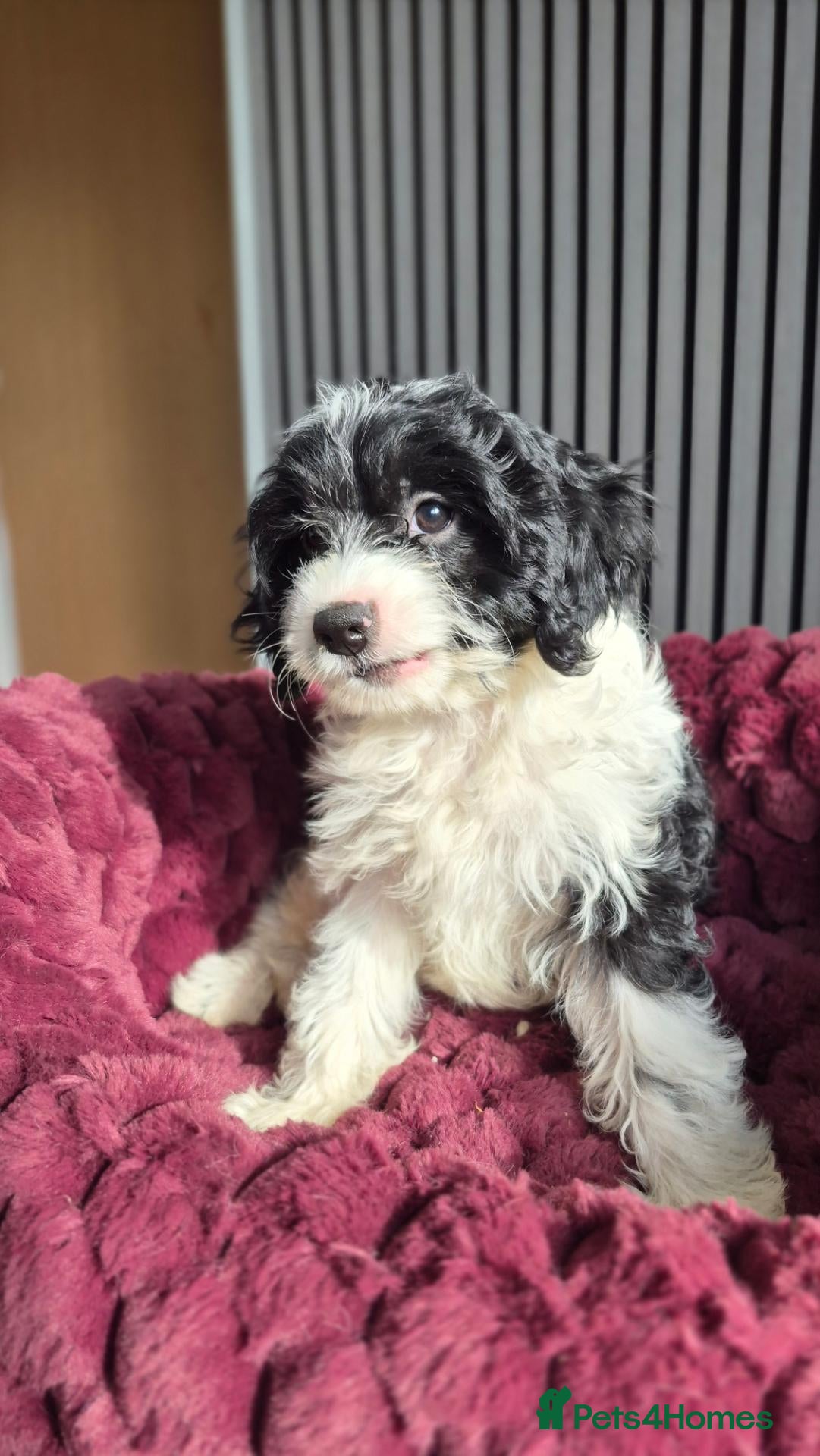 Cavapoo dogs for sale:  Cavapoo puppy only one available  - Advert 8