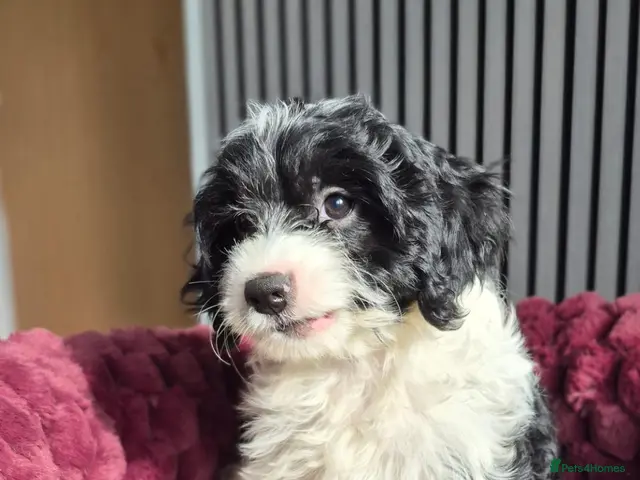 Cavapoo dogs for sale: Cavapoo puppy only one available - Advert 8