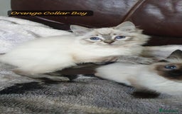 Ragdoll cats for sale: Beautiful GCCF Registered Ragdoll Kittens. - Image 11