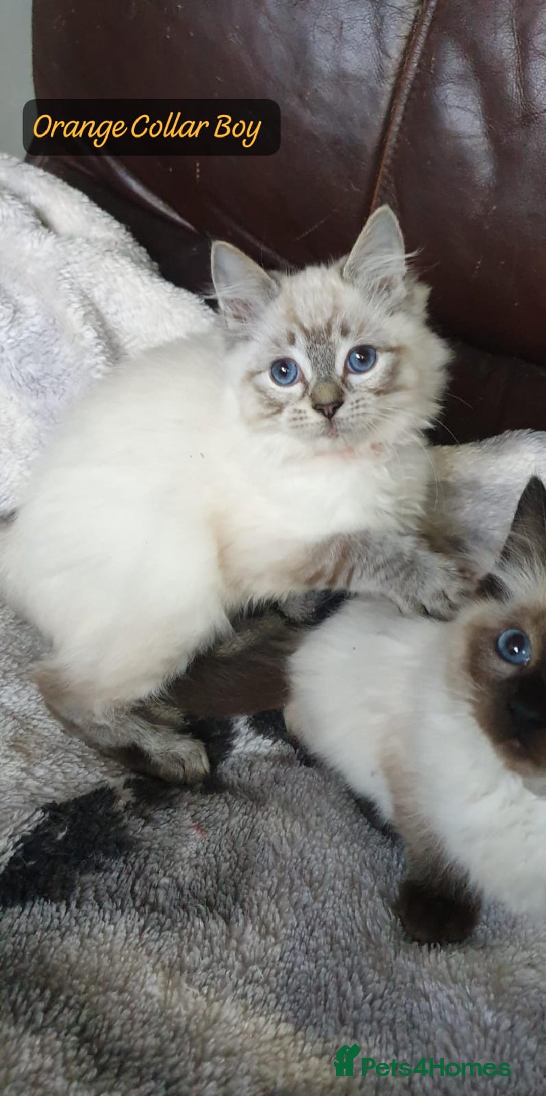 Ragdoll cats for sale: Beautiful GCCF Registered Ragdoll Kittens. - Image 11