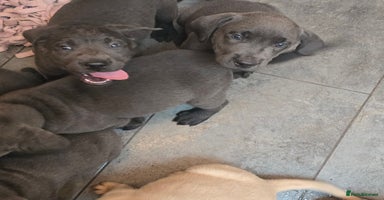 Labrador Retriever dogs - Advert 7