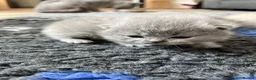 British Shorthair cats for sale: PKD Clear Vet Health Checked BSH Kittens - Advert 8