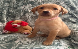 Labrador Retriever dogs for sale: 2 Yellow Females 👀🏡 in Boston - Image 6