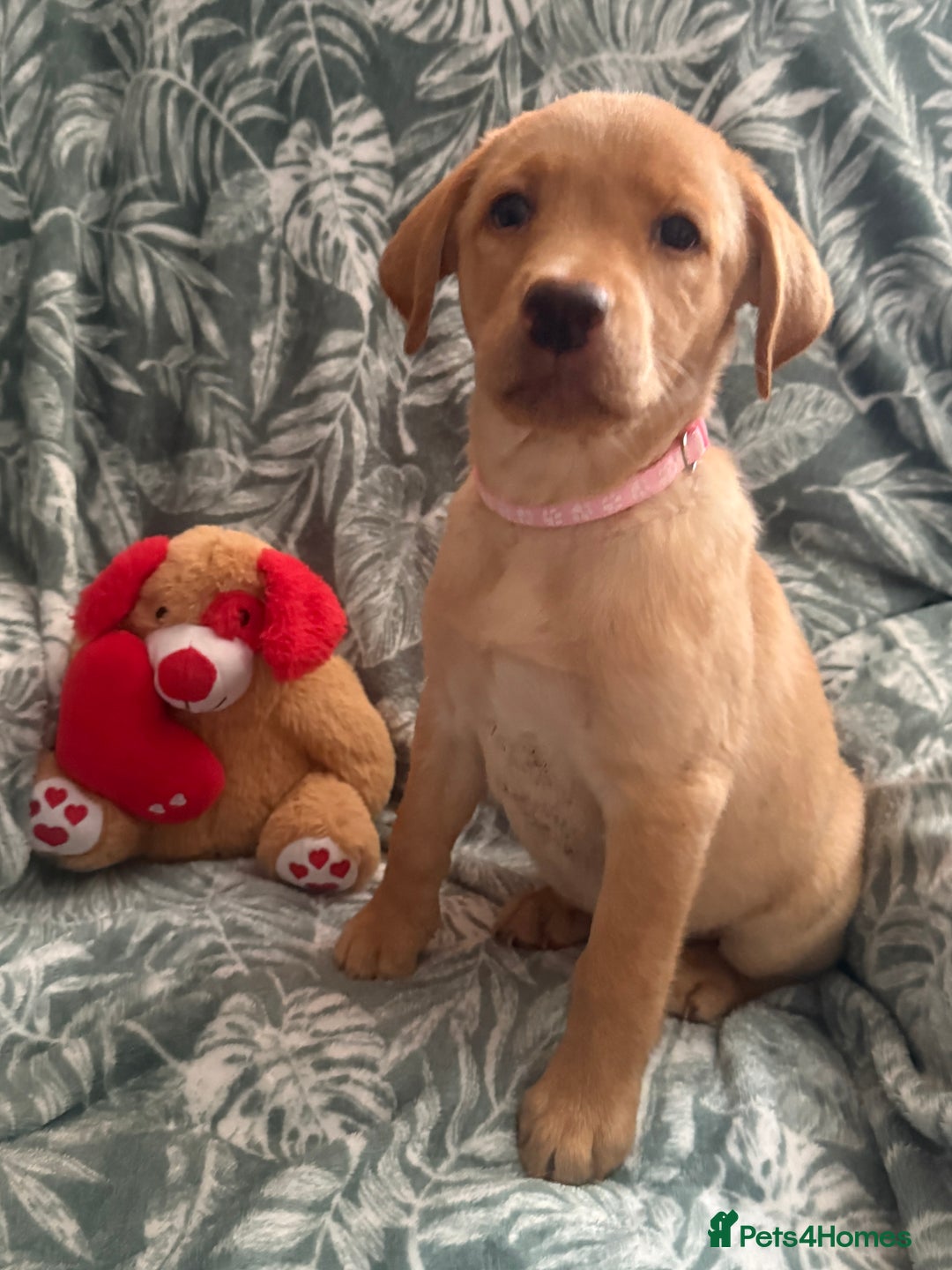 Labrador Retriever dogs for sale: 2 Yellow Females 👀🏡 in Boston - Image 6