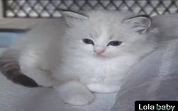 Ragdoll cats for sale: Stunning Seal lynx bicolour pedigree ragdoll girl - Image 4