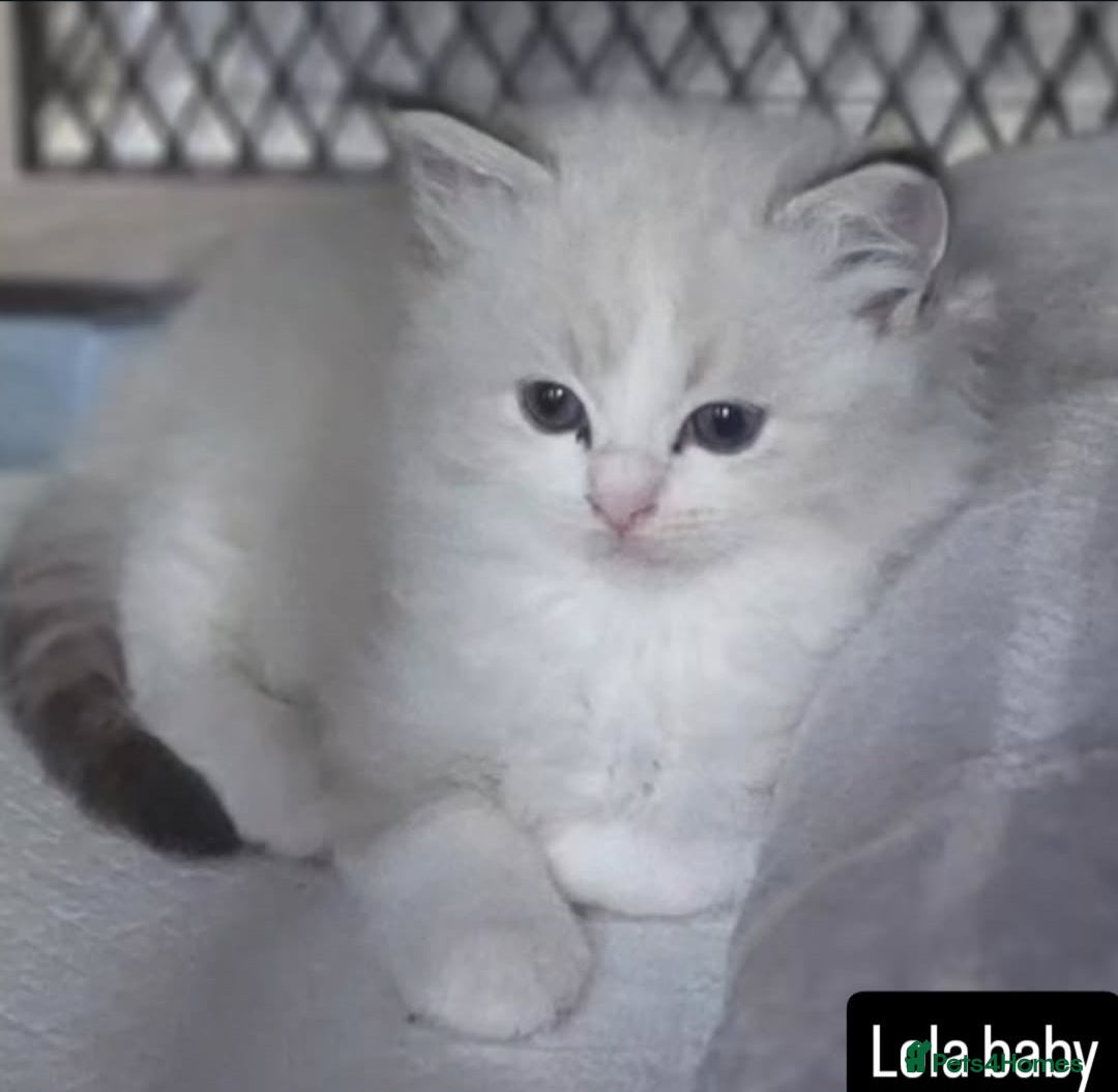 Ragdoll cats for sale: Stunning Seal lynx bicolour pedigree ragdoll girl - Image 4