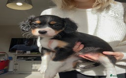 Mixed Breed dogs for sale: Borderlier puppy  - Image 5