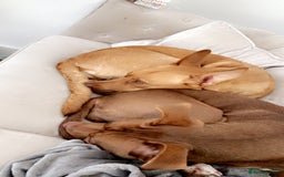 Labrador Retriever dogs for sale: skye x - Image 5