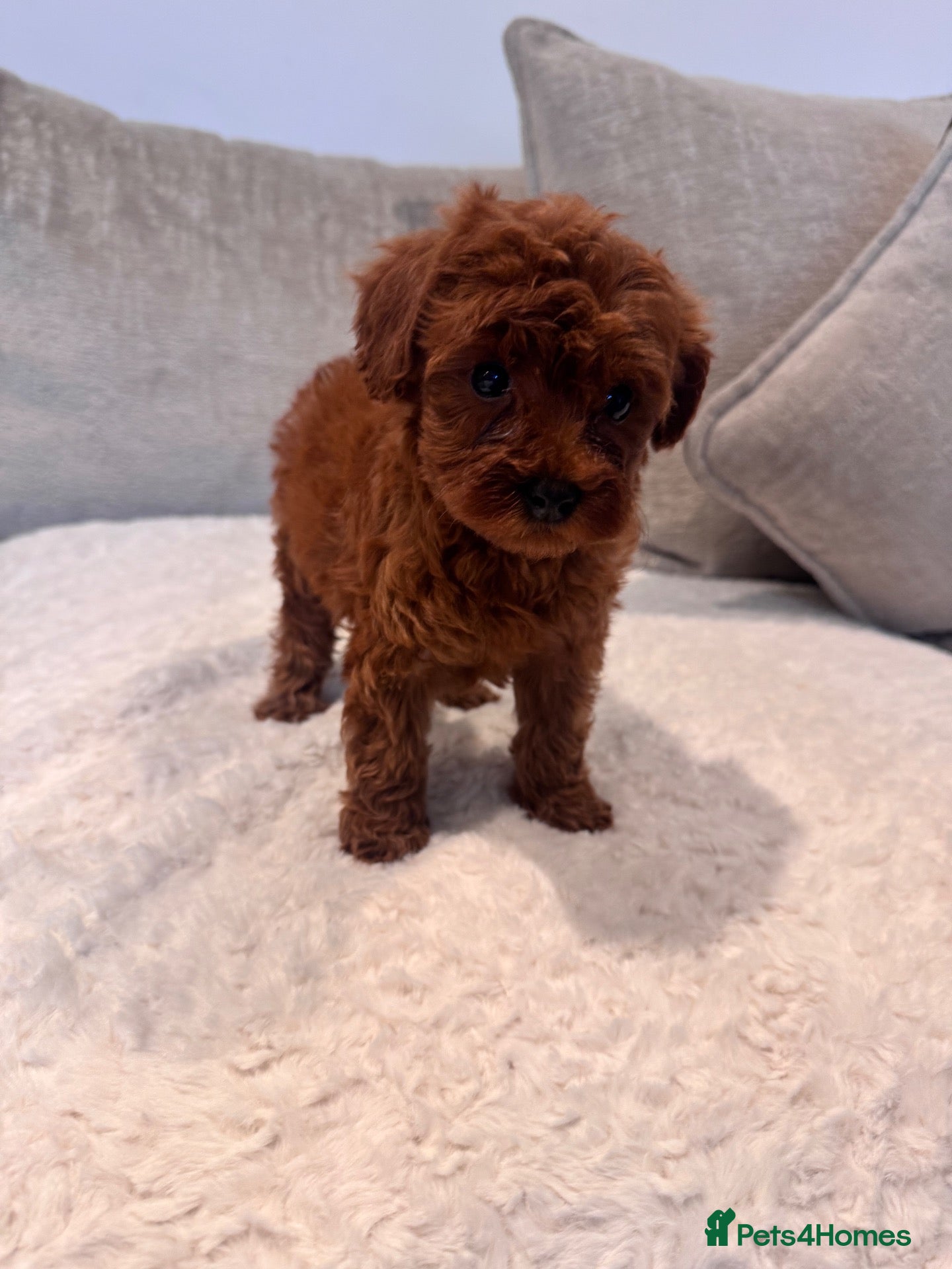 Cavapoo dogs Last 2 deep red cavapoos  - Advert 2